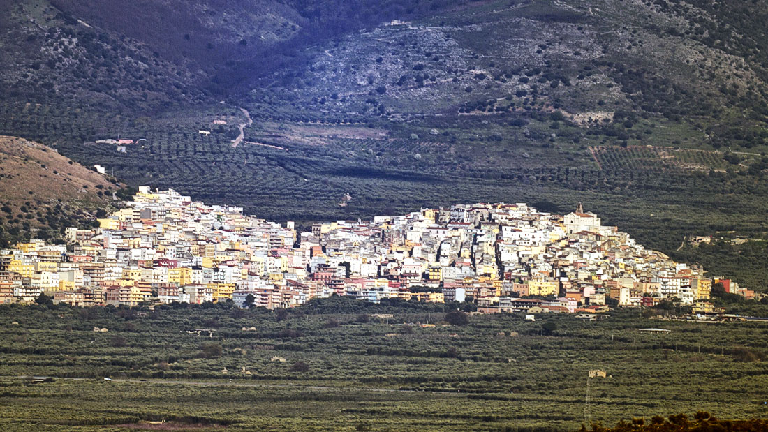 Carpino