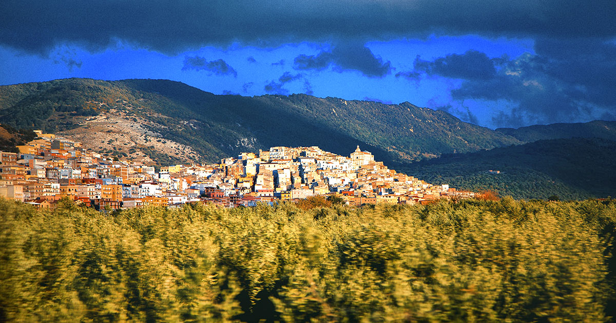 carpino-4
