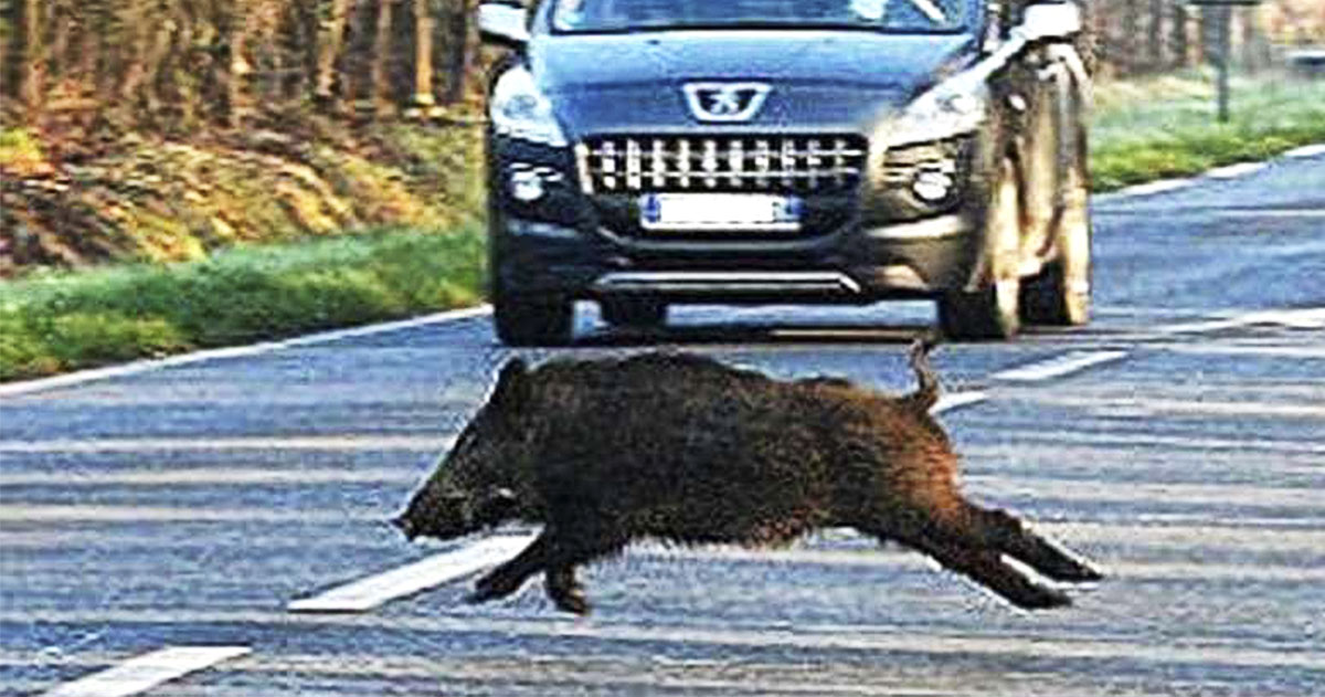Cinghiale