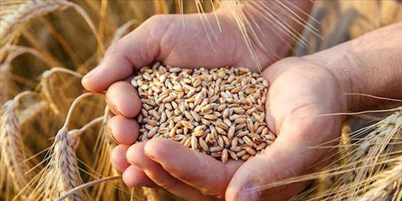 grano-5