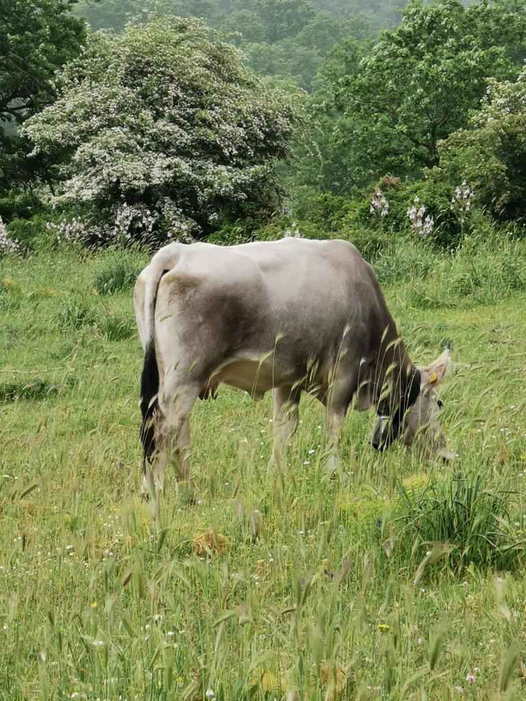 Mucca_podolica_54_3583