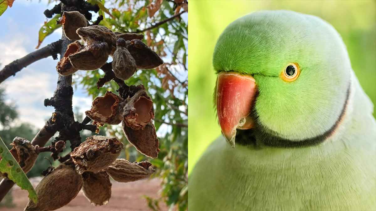 mandorle-pappagallo-verde