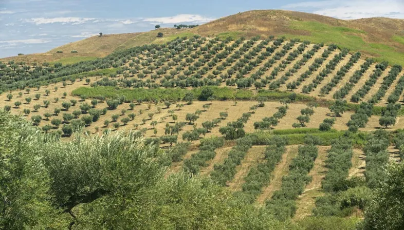 ulivi