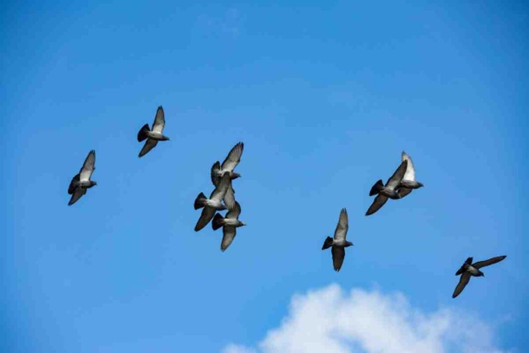 birds-flying-1465808865sYE