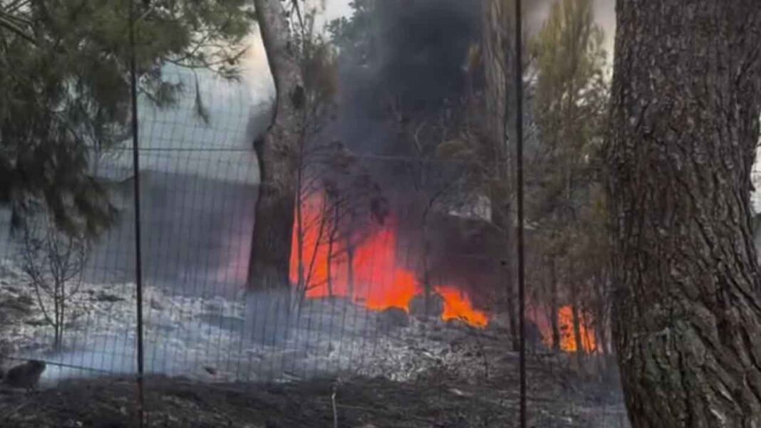 incendio cagnano varano canile 26072026
