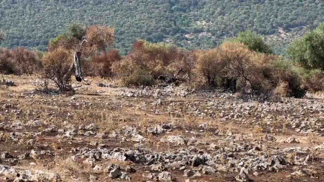 cagnano incendi05082026