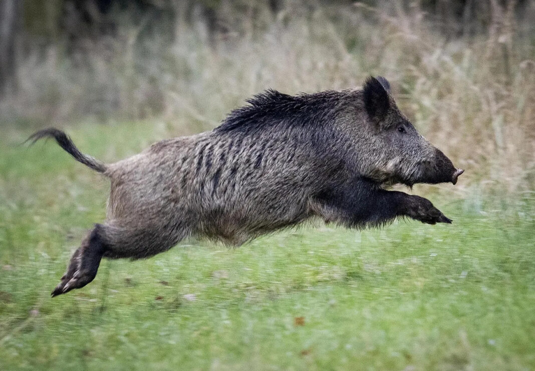 cinghiale