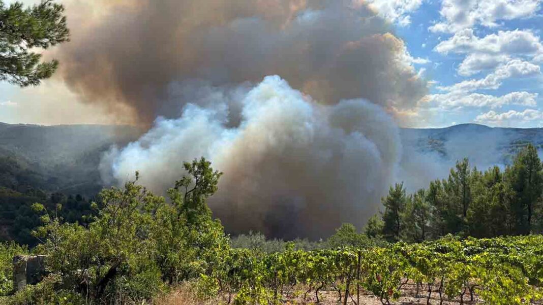 incendio vico del gargano maddalena 13092026